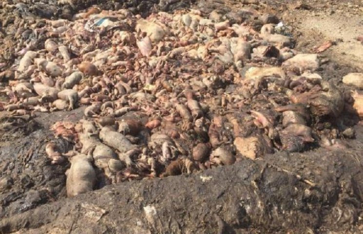 Біля Тернополя гниють сотні трупів свине…
