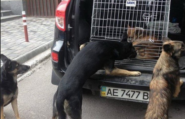 Агресивну зграю собак у центрі Дніпра ві…
