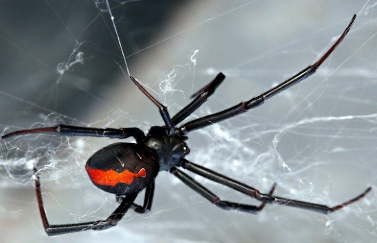 Ядовитый паук второй раз за полгода укус…