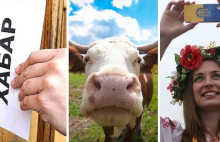 Хабар, селфі і корови: "рекорди" на Сумщ…
