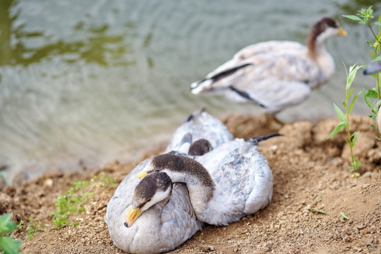 Харьковское озеро заполонили птицы…