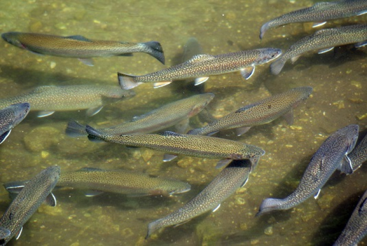 Королевские Рыбы Фото