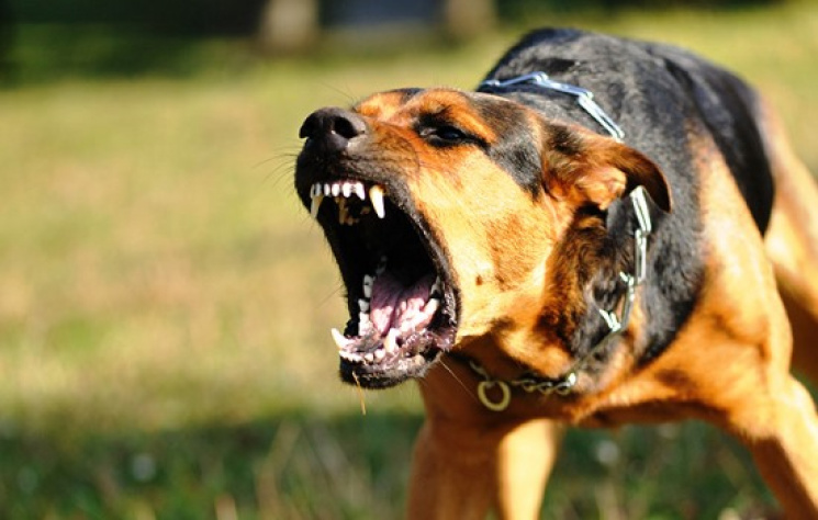 Як агресивні зрадофіли влаштовують собач…