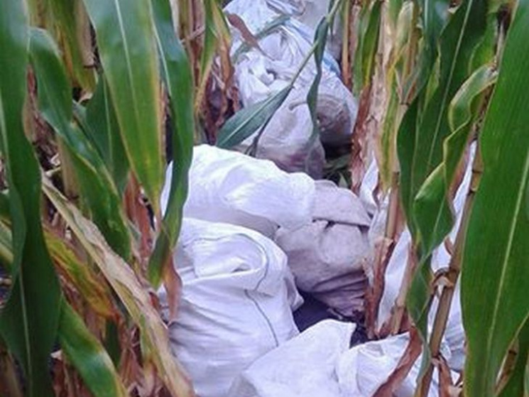 Поліція Сумщини розшукує "кукурудзяних"…