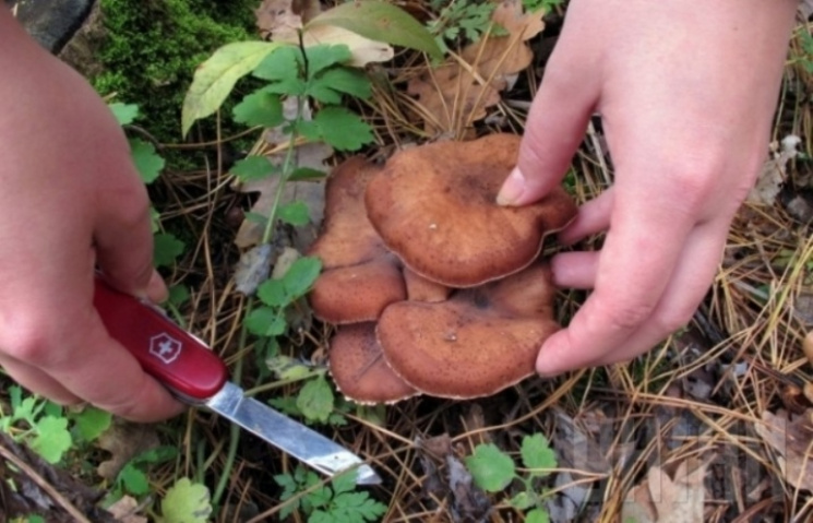 Четверо вінничан отруїлися грибами…