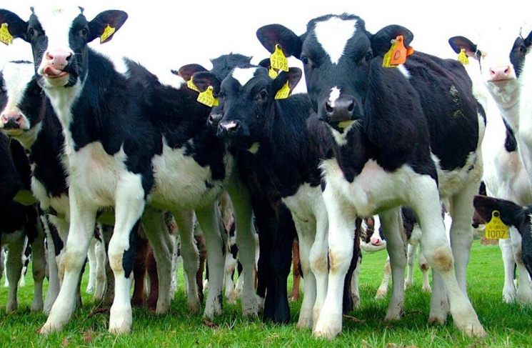 Як корови зустрічають Саакашвілі (ФОТО)…
