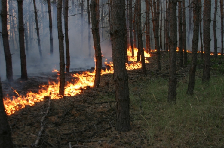На Харківщині горіли три лісництва…