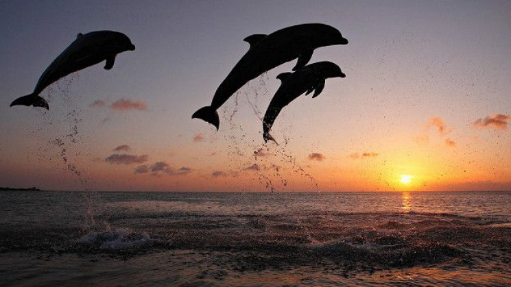 На Кубані зграя дельфінів влаштувала вес…