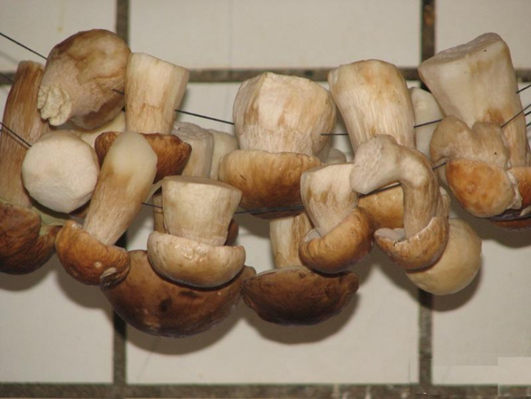 На Житомирщині гриби стали причиною поже…