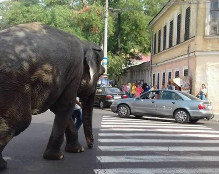 У центрі Одеси вигулюють слона (ФОТО)…