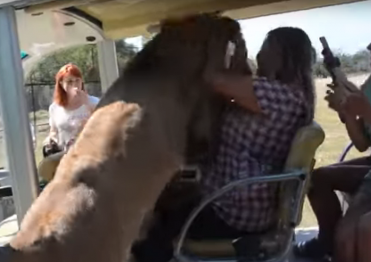 В окупованому Криму лев заліз в автобус…