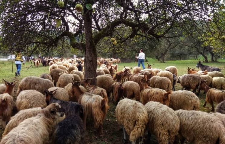 Як на Хустщині зустрічали вівчарів з пол…