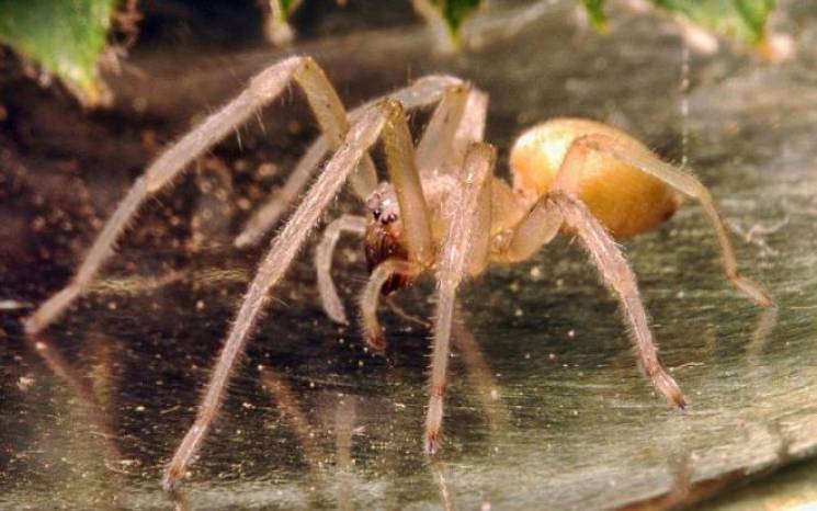 У Кривому Розі виявили отруйних павуків:…