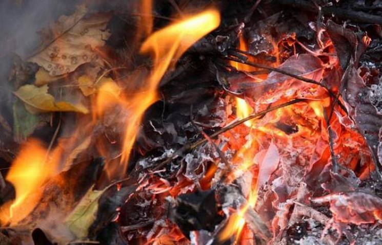 За спалювання листя в Києві можуть оштра…