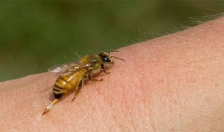 У Харкові через напад комахи в людини ро…