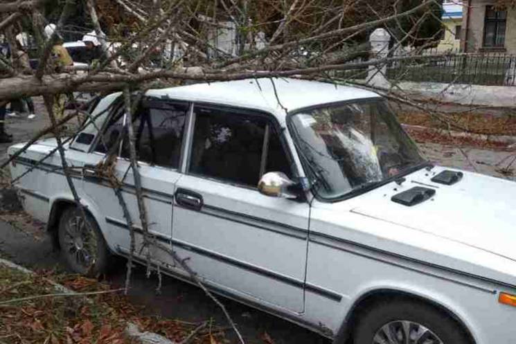 У Волочиську дерево впало на автівку (ФО…