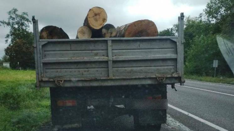 Дві вантажівки "лівої" деревини виявили…