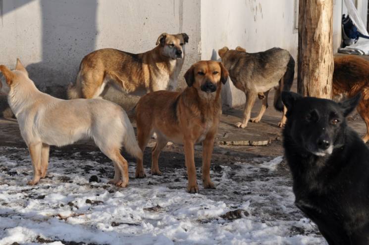 В Павлограде уличные собаки терроризирую…