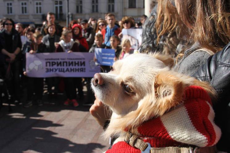 Як у Львові захищали миколаївських собак…